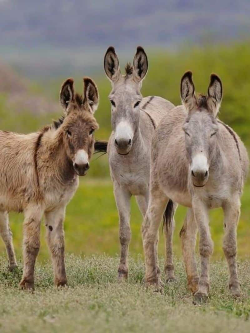 Why Chinese Smuggling Donkey Skin from India to China 