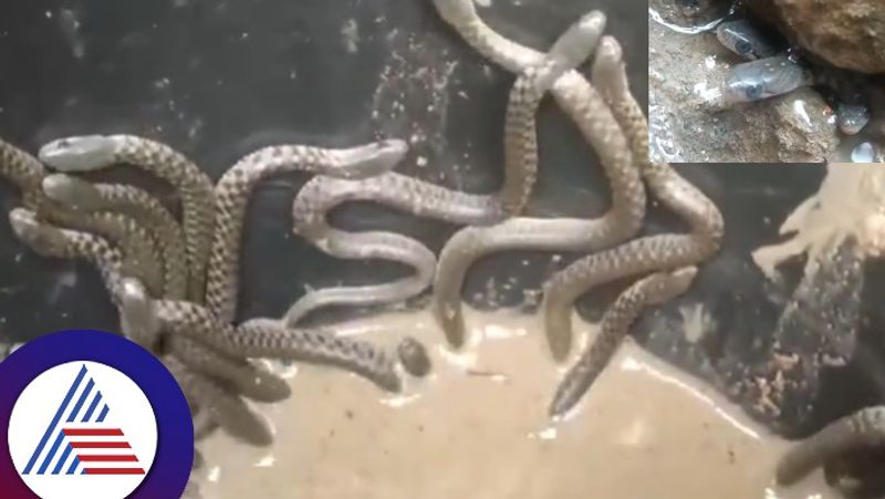 Over 35 snakes crawl out of a house in Assams Nagaon Watch heart stopping video skr