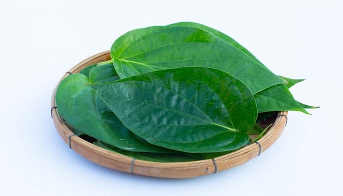  Lord shiva favorite betel leaf benefits rsl