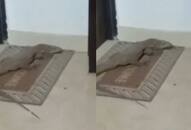 WATCH: Giant Lizard Surprises Lucknow Residents by Lounging on Doormat NTI