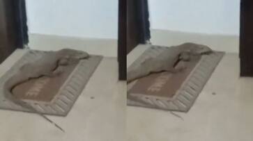 WATCH: Giant Lizard Surprises Lucknow Residents by Lounging on Doormat NTI