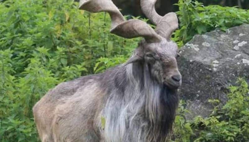 Markhor vip animal in GB Pant High Altitude Zoo Nainital