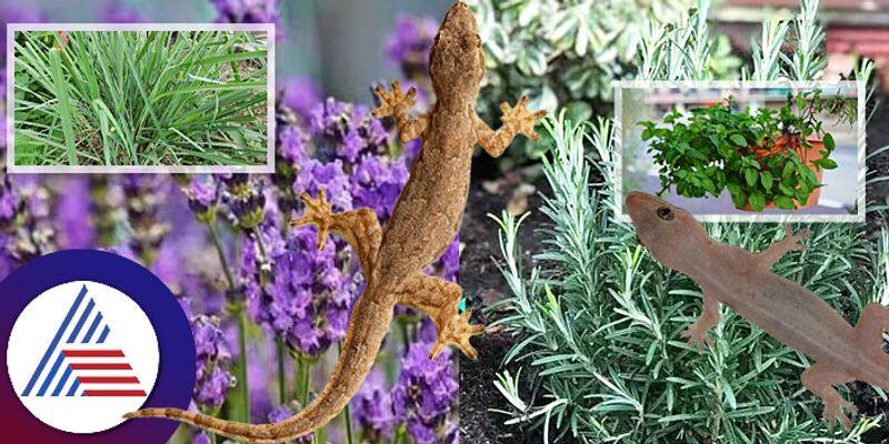 Indoor plants to keep away lizard from home pav