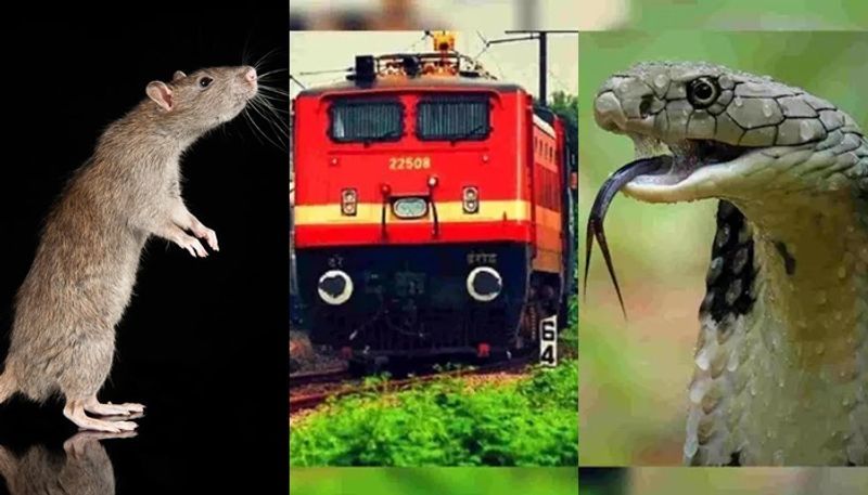 Woman bitten by snake or rat on Kerala Rajyarani Express Confusion over Animal san