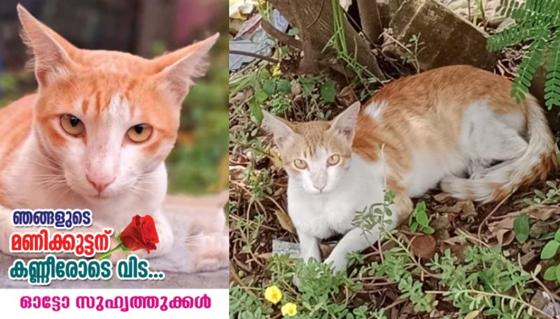 pet cat died after unknown vehicle rams it auto drivers kept memoir for pet cat manikkuttan 