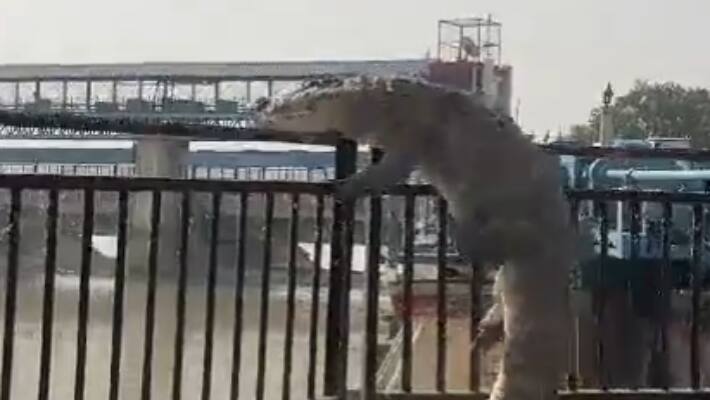 UP Bulandshahr Crocodile