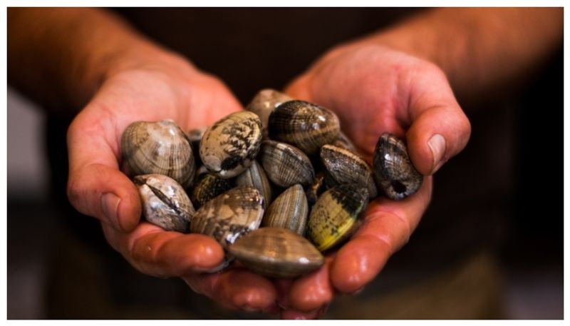 US woman fined Rs 73 lakh after children collected the sea shells from the shore 