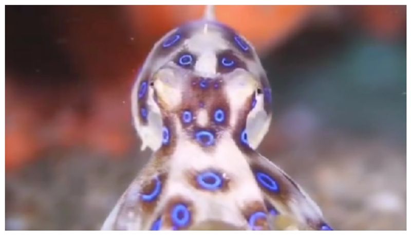 Small and beautiful octopus can kill human within 20 minutes 