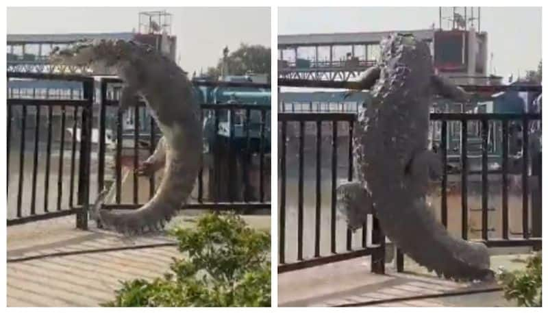 video of a crocodile entering the city near Narora Ghat in Uttar Pradesh's Bulandshahr has gone viral