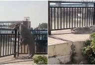 Frightening Footage: 10-Foot Crocodile's Attempt to Climb Barrier Caught on Camera in Uttar Pradesh [watch] NTI