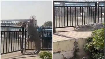 Frightening Footage: 10-Foot Crocodile's Attempt to Climb Barrier Caught on Camera in Uttar Pradesh [watch] NTI