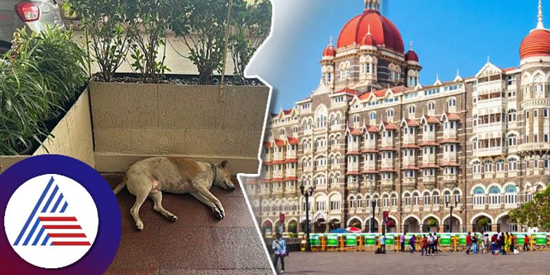 Stray dog can enter Mumbai Taj Hotel takes nap People praise Ratan Tata Instruction ckm