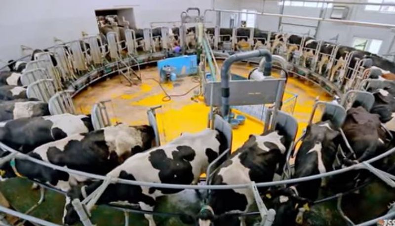 mudanjiang city mega farm in china with one lakh cow 