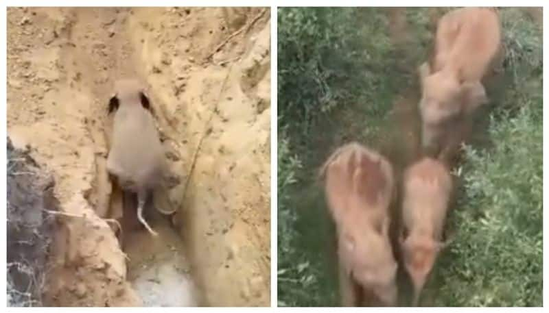 Video of baby elephant rescued from 30 feet deep well and sent to its mother goes viral 