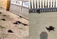 WATCH: Bats And Birds Die Due To Heatstroke as Temperatures Rise Above 46 Degrees in Madhya Pradesh NTI