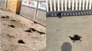 WATCH: Bats And Birds Die Due To Heatstroke as Temperatures Rise Above 46 Degrees in Madhya Pradesh NTI