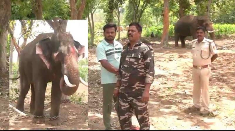 Forest department has moved to capture wild elephants that caused huge crop damage and farmers deaths gvd