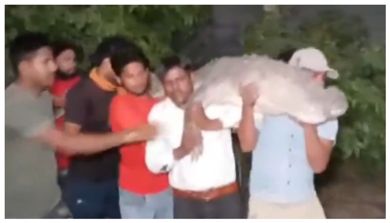 social media Take over the Video of several people carrying a giant crocodile on their shoulders  