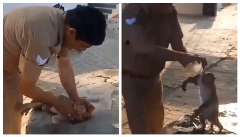 Video of a police officer giving CPR to a monkey who fainted in the scorching heat 