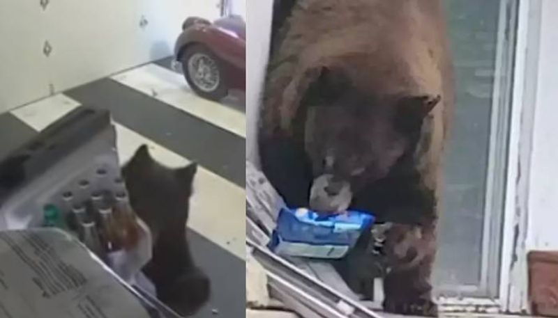 bear breaks house for its favorite orio biscuit  