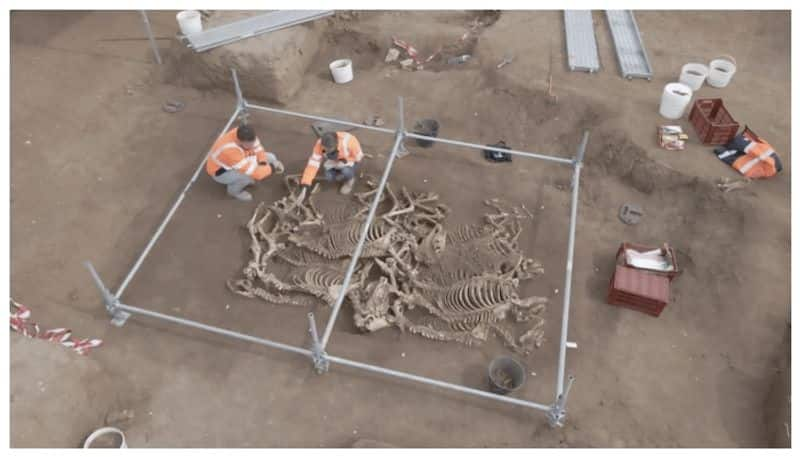 French archaeologists discovered 28 horses buried in 2000 years ago 