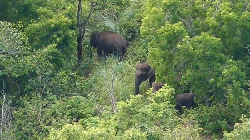 temporarily closed the berijam lake due to forest elephants in kodaikanal vel