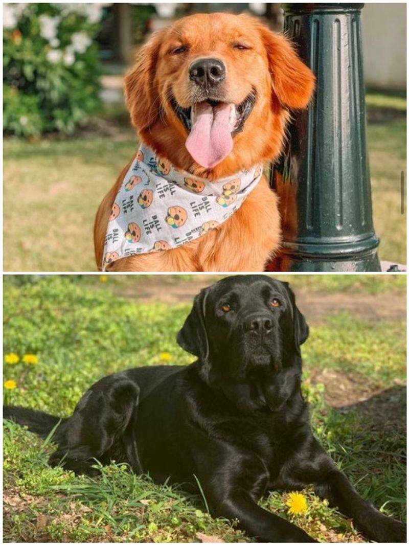 Labrador to Shih Tzu: 7 Best photogenic dog breeds in India RTM EAI