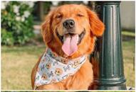 Labrador to Shih Tzu: 7 Best photogenic dog breeds in India RTM EAI