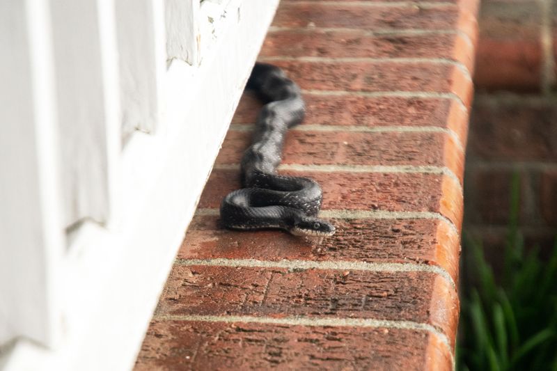 tips to prevent snakes from entering the house during the rainy season