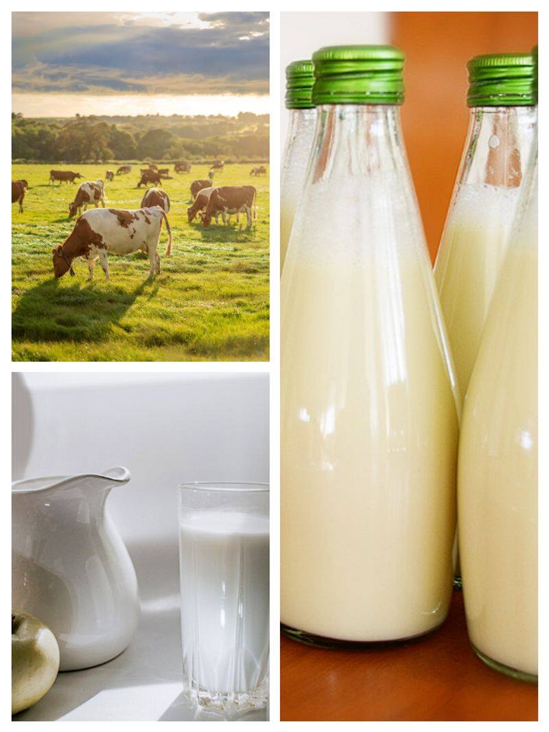 World Milk Day 2024: Know Date, history, theme, significance ATG