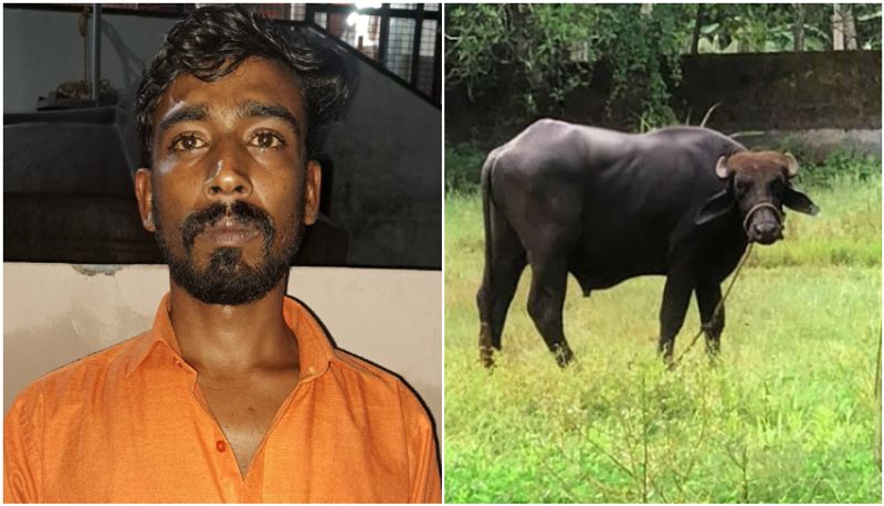 sulthan bathery buffalo theft case one youth arrested