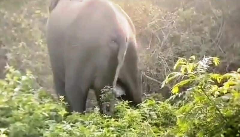 Elephant Gave Birth to Baby in front of Tourists in Bandipur Safari Zone  in Chamarajanagara grg 