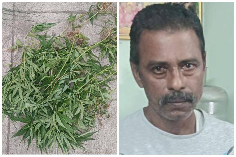 textile company worker arrested who planting a ganja on his residence in coimbatore vel