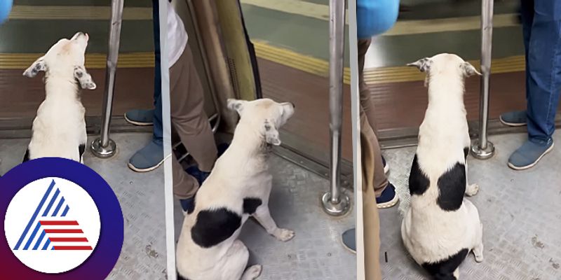 Stray Dog travel Mumbai Local train netizens ask people to follow discipline ckm