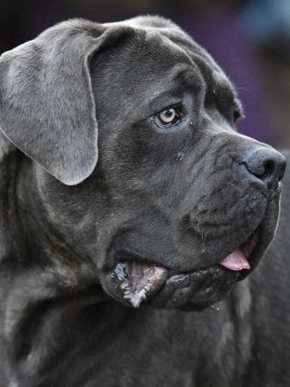 Cane Corso