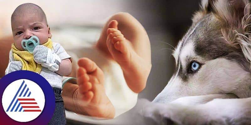 One Month sleeping baby dies after Pet dog attack in US ckm