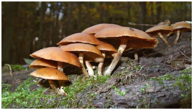 Three children of a family died after eating mushrooms and nine others hospitalised