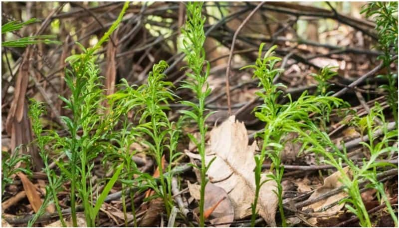 The largest known genome belongs to a tiny fern