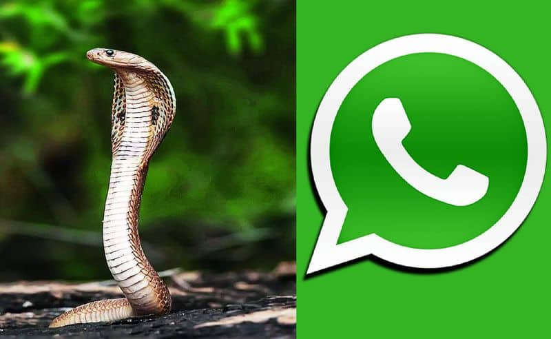 For the first time in Karnataka a WhatsApp chat bot for snakebite awareness is launched gvd