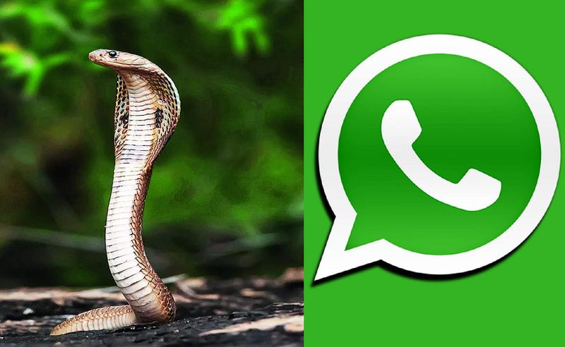 For the first time in Karnataka a WhatsApp chat bot for snakebite awareness is launched gvd