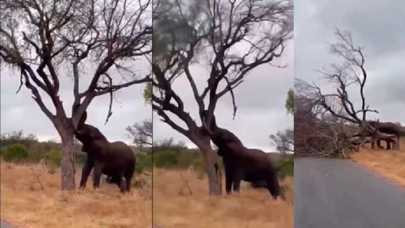 wild Elephant made gaint tree felldown, rare wildlife video goes viral in social Media akb