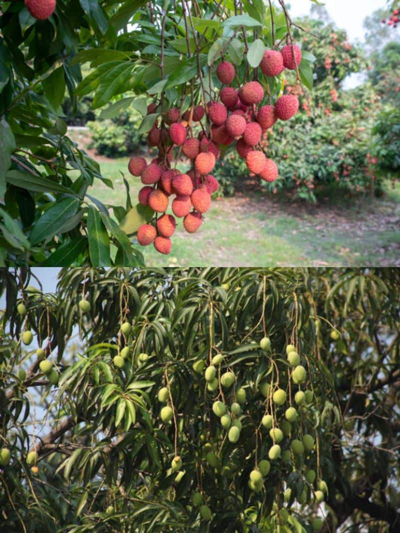  Litchi to Mango: 7 fruit plants that grow well in June NTI