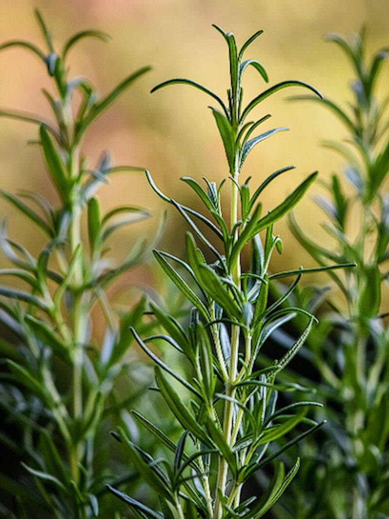 Medicinal Plants Rosemary to Aloe Vera to grow at home