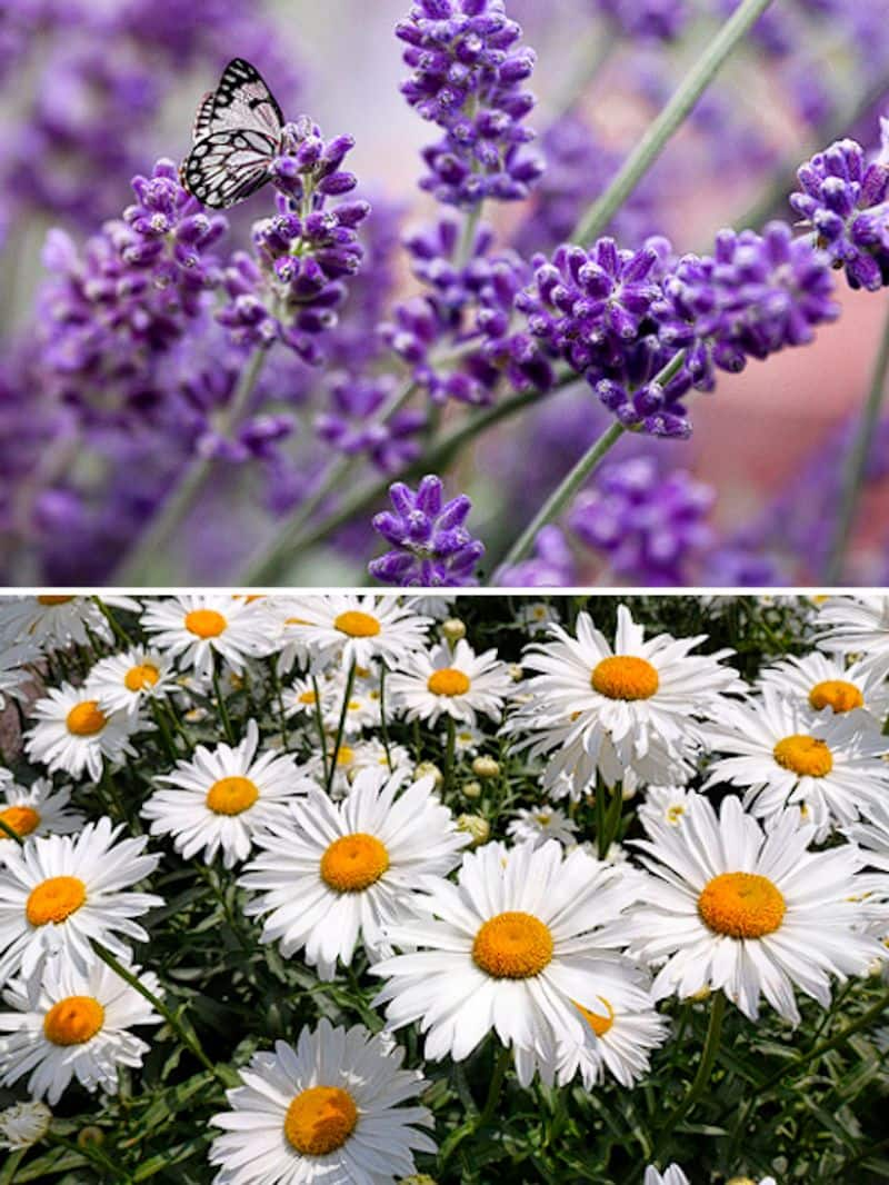 Lavender to Rose: 7 best herbs, flowers with beauty benefits ATG