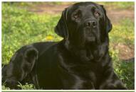 Labrador to Pug: Top 7 kid-friendly dog breeds in India RTM EAI 