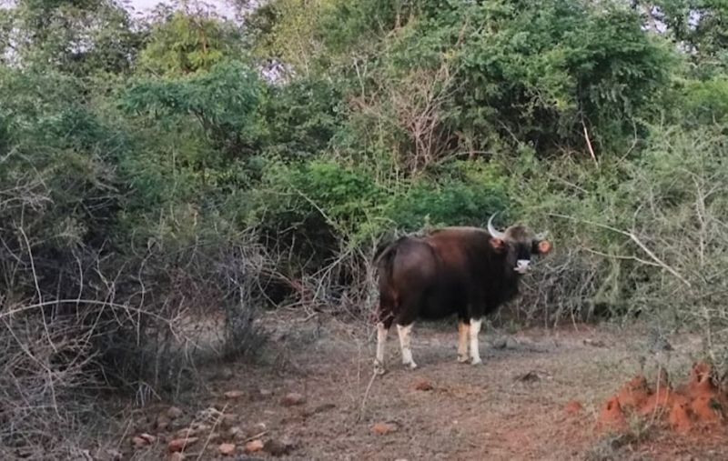 Monsoon Effect Great response to Male Mahadeshwara Wildlife Sanctuary Safari gvd