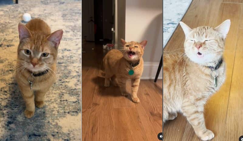 Singing Cat Cala passed away at 12 netizens pay tribute to Pet Singer ckm