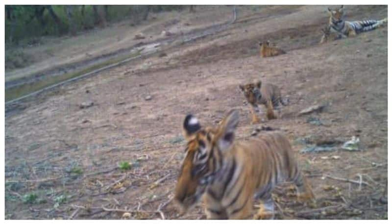 Social media lauds conservation plan to increase tiger population 