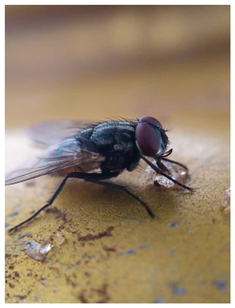 how to get rid of houseflies at home naturally