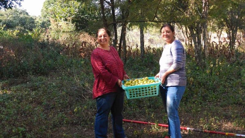 Meet sisters who started farming in their 40s made Rs 11 lakhs selling gooseberry and mangoes anu